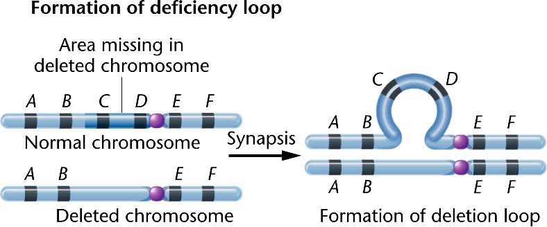 chromosome_deletion-loop.html 08_15c-chromosome_deletion-loop.jpg